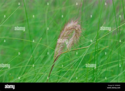 green grass pollen  nature stock photo alamy