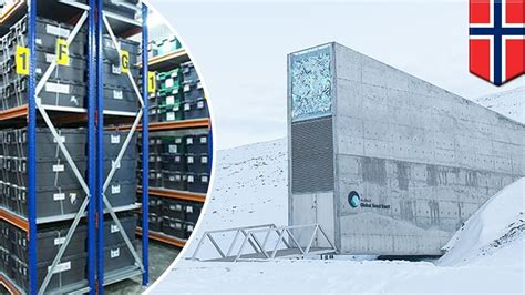 ‘Doomsday vault’ Norway: How the Svalbard Global Seed Vault works ...