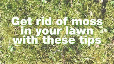 How To Remove Moss From Your Lawn YouTube