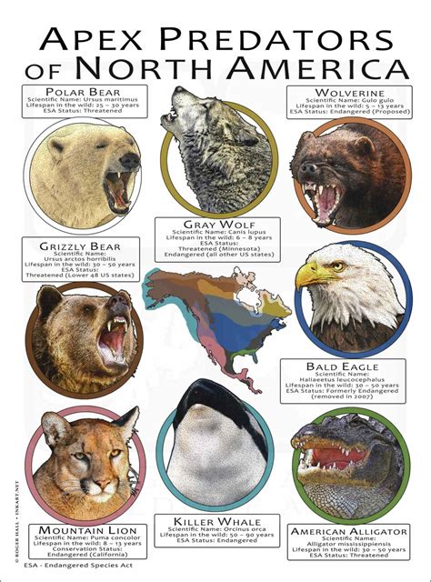 Apex Predators Of North America Poster Print