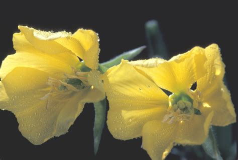 Oenothera Biennis Common Evening Primrose Go Botany