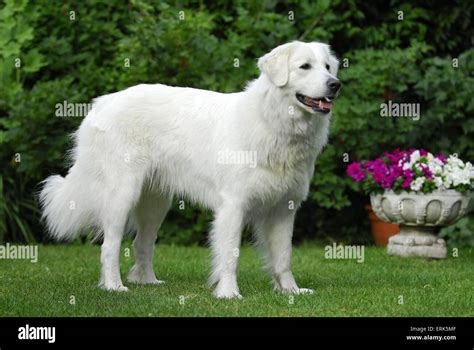 Slovensky Cuvac Stock Photo: 83400143 - Alamy