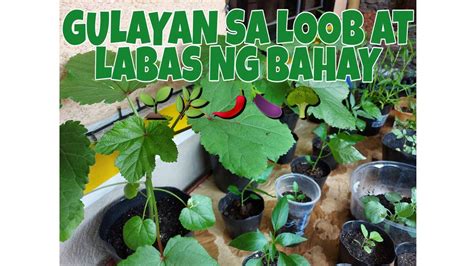 Gulayan Sa Loob At Labas Ng Aking Bahay Using Hanging Plastic Recycle