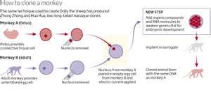 Scientists have cloned monkeys and it could help treat cancer | New Scientist