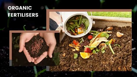 Transforming Kitchen Waste Into Organic Fertilizer A Step By Step