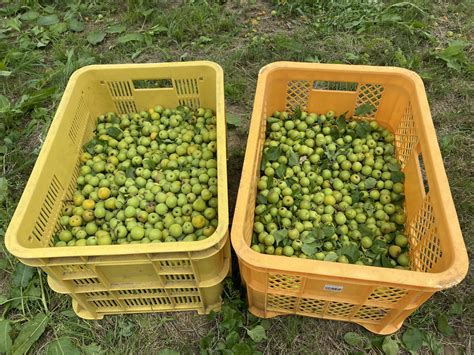 梅の実はちょうど収穫の時期！みんなで梅の実を収穫しました 雨がやんだら裏庭に