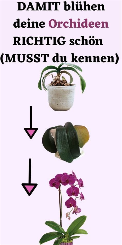 Orchideen Richtig Pflegen Artofit