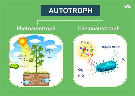 Autotrophs Meaning Types And Autotrophs Vs Heterotrophs Geeksforgeeks