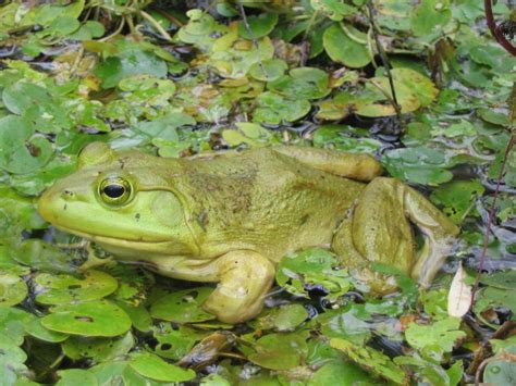 Wisc Washington Invasive Species Council