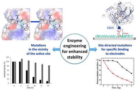 Catalysts Free Full Text From Enzyme Stability To Enzymatic