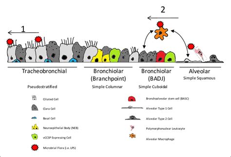 Cellular Composition And Function Of The Airway Epithelium The Download Scientific Diagram