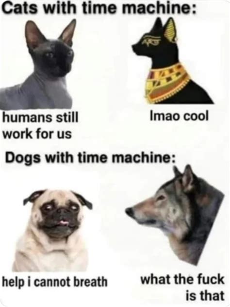 cat main evolution line vs dog main evolution line in nutshell. : r/Tierzoo