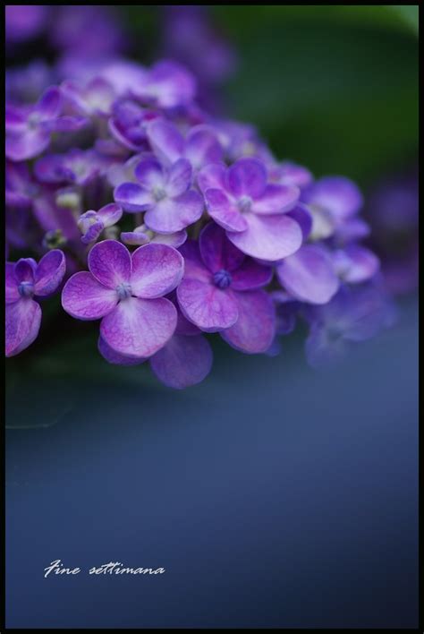 Hortensias 2 Flickr