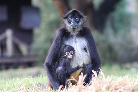 Baby Spidermonkey