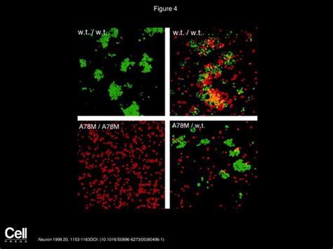 Structure Function Analysis Of Cell Adhesion By Neural N Cadherin