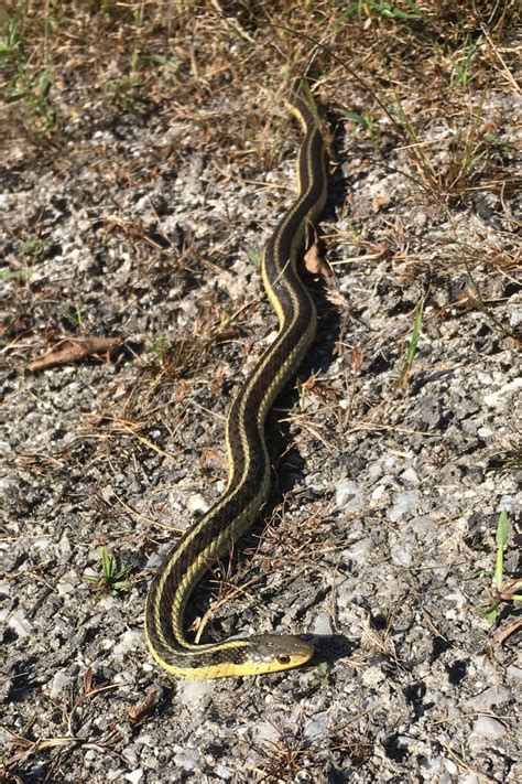 Garter snakes in your garden | The Charlotte News