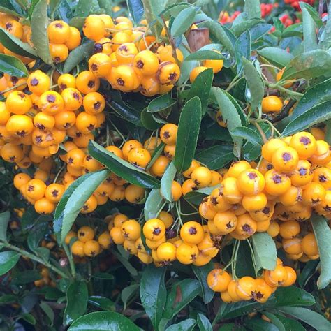 Buy firethorn (syn. Saphyr Yellow) Pyracantha 'Saphyr Jaune ('Cadaune ...