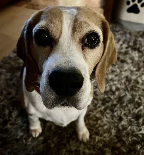 Beagle Facts On Twitter RT LilyandMolly1 And The Beagle Face Gets