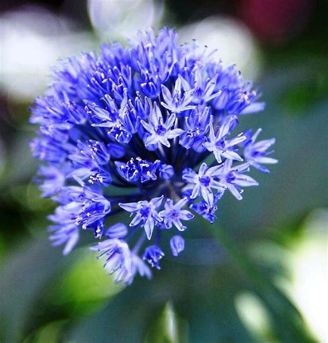 12 ALLIUM CAERULEUM AZUREUM BULBS DEEP SKY BLUE HARDY SUMMER GARDEN