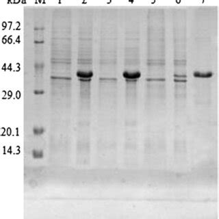 SDS PAGE Analysis Of E Coli BL21 DE3 Harboring PET 20b And