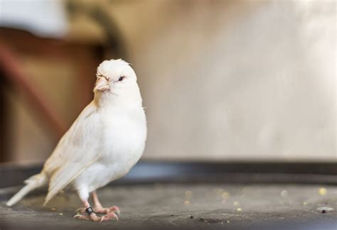 White Canary – AZ Birds