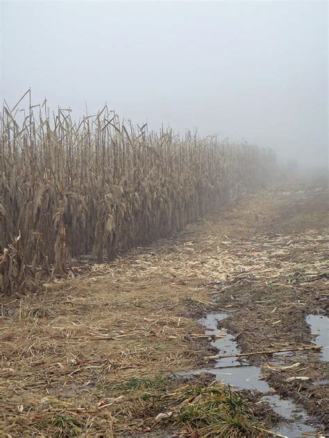 corn rows photograph  carol senske fine art america