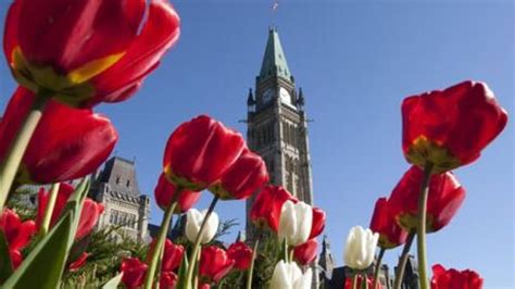 Tulip festival blooms in Ottawa | CBC News