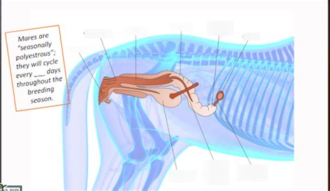 Horse Reproductive Systemfemale Diagram Quizlet