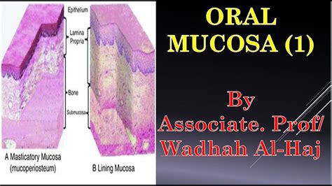 9 Oral Mucosa 1 Composition And Layers Dr Wadhah Oral Histology