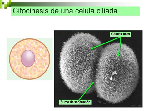 PPT Reproducción Celular Continuidad de la vida PowerPoint