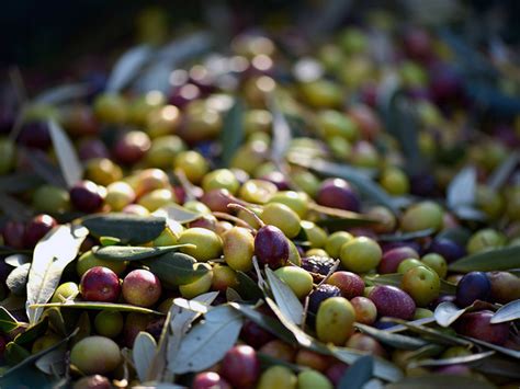 La Raccolta Delle Olive Fasi Periodo E Tecniche