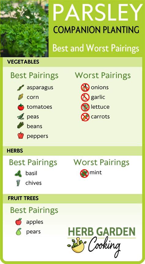 Parsley Companion Planting Best And Worst Pairings Companion