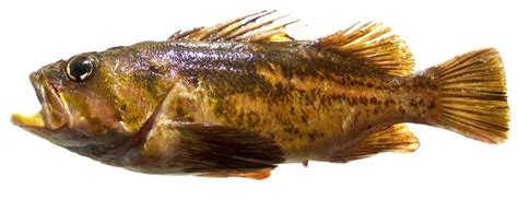 Copper rockfish - Alchetron, The Free Social Encyclopedia