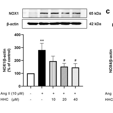 Effects Of Hhc On Ang Ii Induced Ros Production And Expression Of Nadph