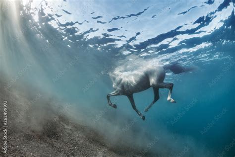 White grey horse swimming underwater view Stock Photo | Adobe Stock