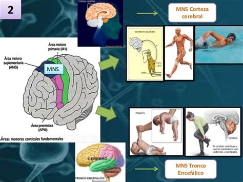 Sistema Sensitivo Y Motor