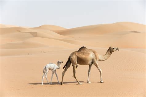 Animals That Can Walk Minutes After They're Born | Reader's Digest