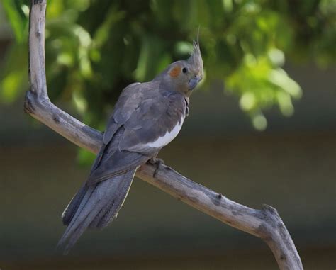 Richard Waring's Birds of Australia: Wild Cockatiel family fun in the ...