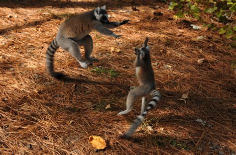 Ring-tailed Lemur - Duke Lemur Center