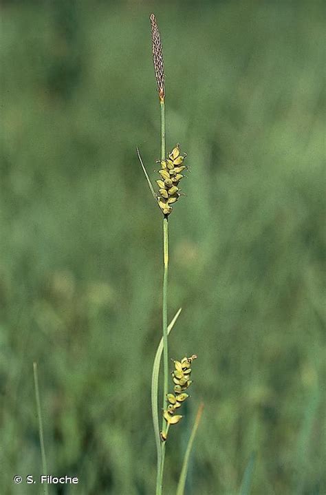 Carex Panicea L 1753 Laîche Panic Laîche Bleuâtre Laîche Millet