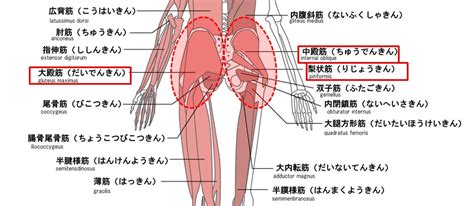 原因不明の腰痛 ②～腰痛の原因はお尻、腰まわりの筋肉が硬くなること！？～ 30代サラリーマンの覚醒記録