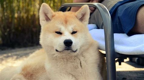 Japanese Akita Inu Info, Temperament, Puppies, Pictures