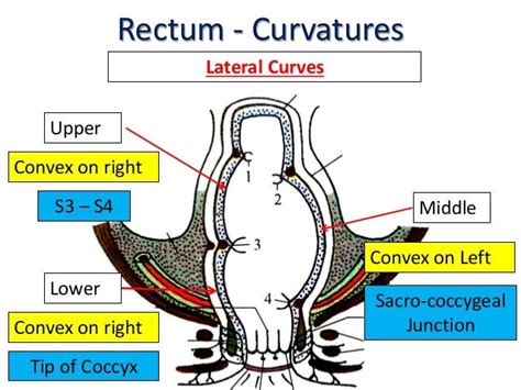 Rectum And Anal Canal