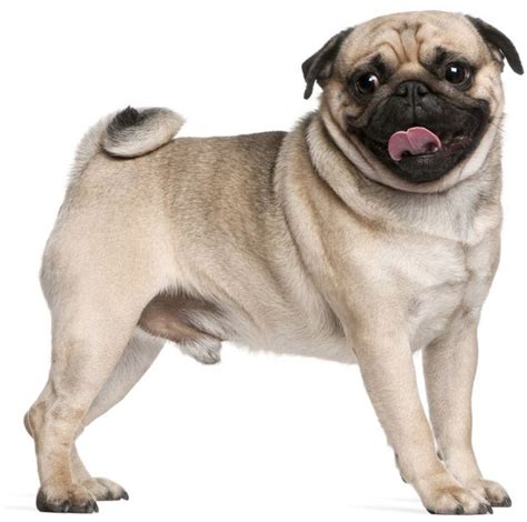 Pug – Small Dog Breeds