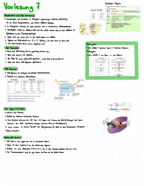 Genetik Und Zellbiologie V7 Vorlesung 7 Unterschiede RNA DNA