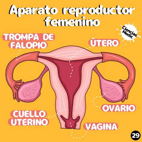 Conociendo Mi Cuerpo Sistema Reproductor Femenino En 2022 Sistema Images