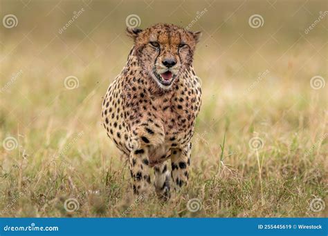 Retrato De Cierre De Un Chita Caminando En Una Pradera En La Reserva Nacional De Masai Mara