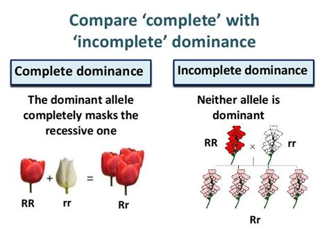 Incomplete Dominance Definition Biology