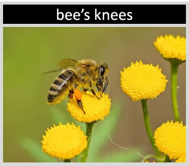 The Bee S Knees Origin And Meaning