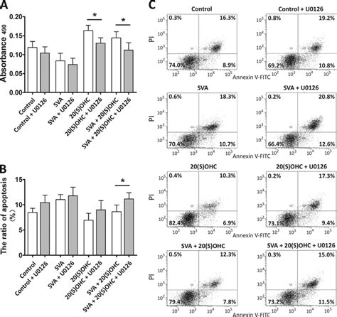Role of Raf/MEK/ERK signaling pathway in the effect of... | Download ... 
